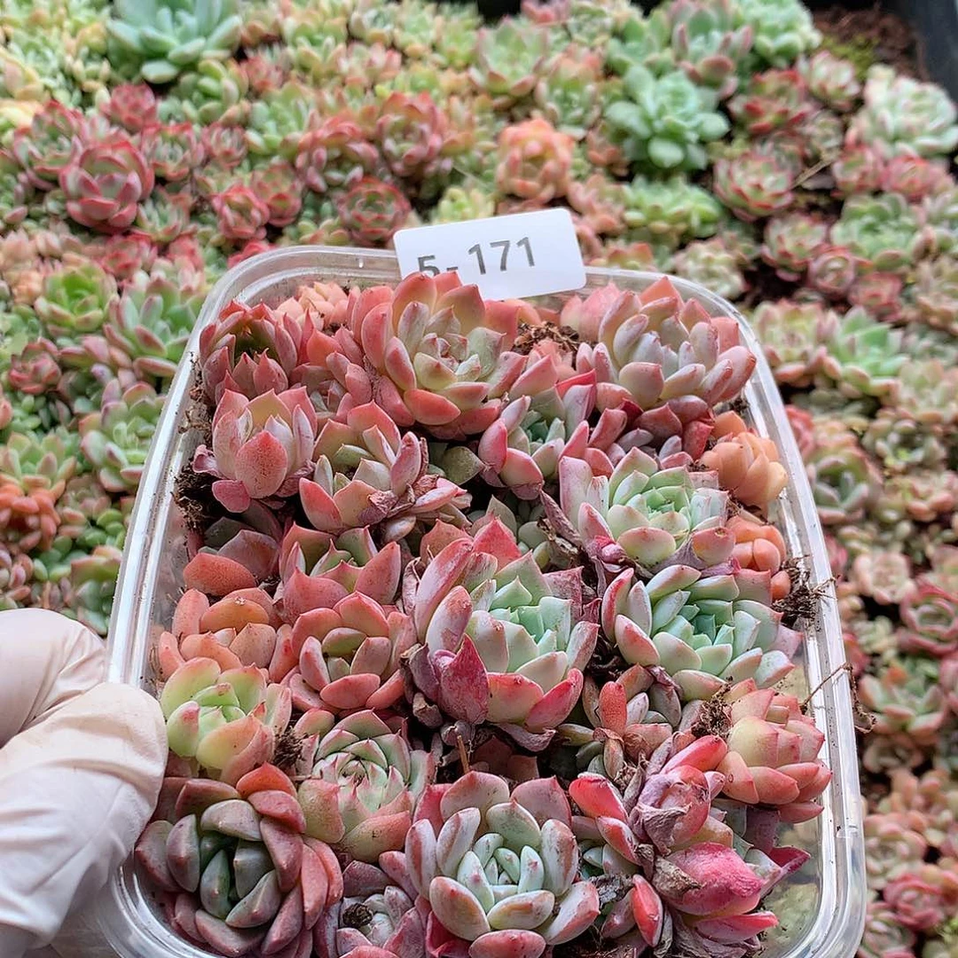 5-171一物一拍切糕