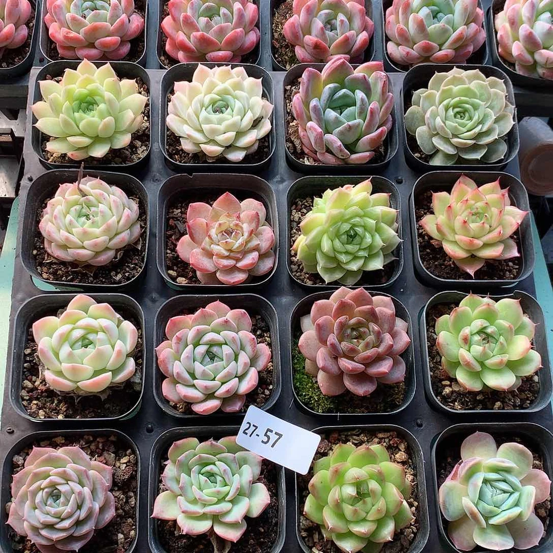 27-57一物一拍带盆16颗