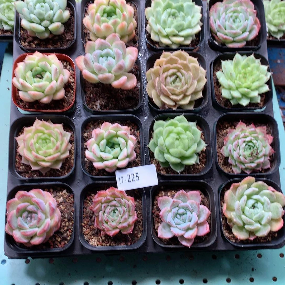 17-225一物一拍带盆16颗