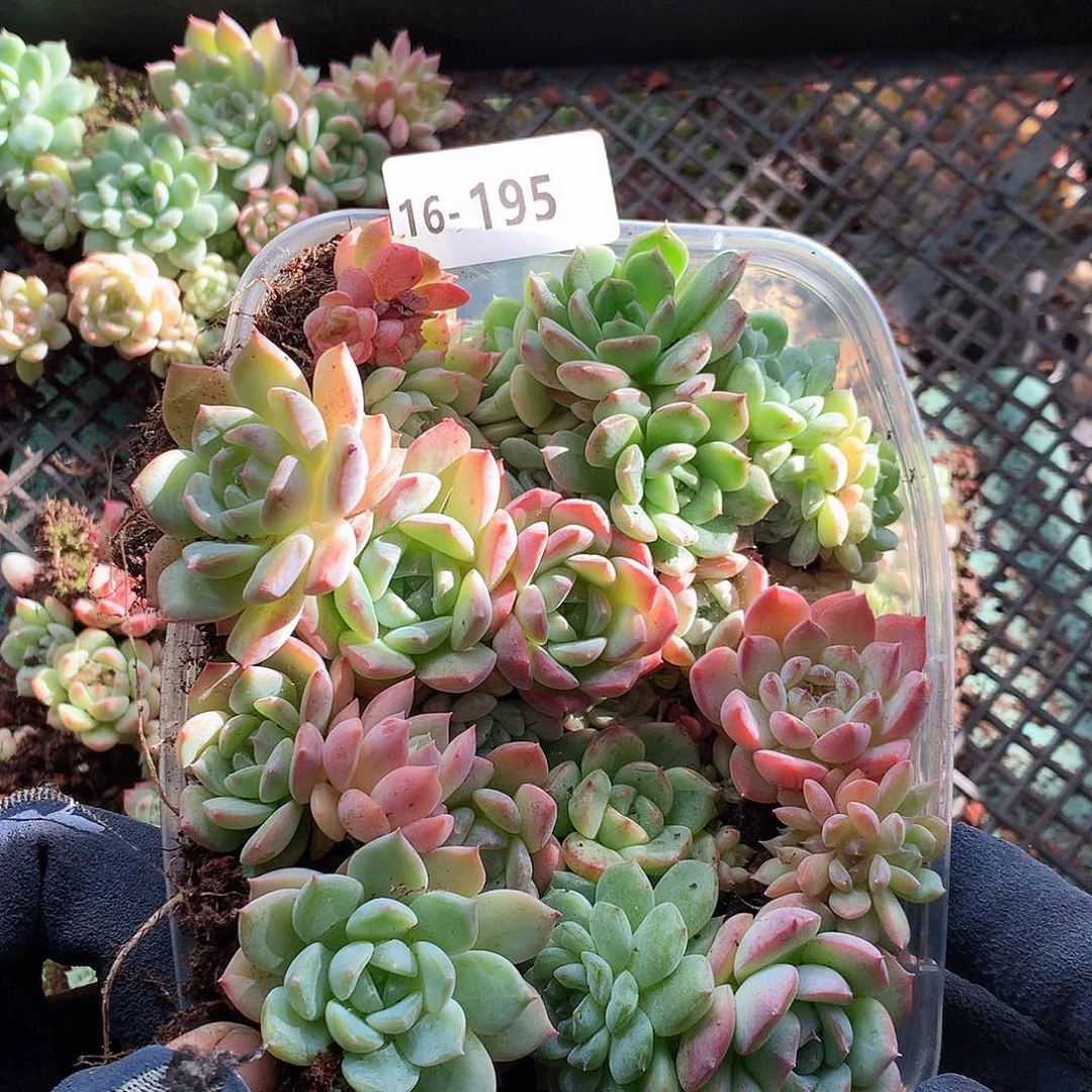 16-195一物一拍切糕