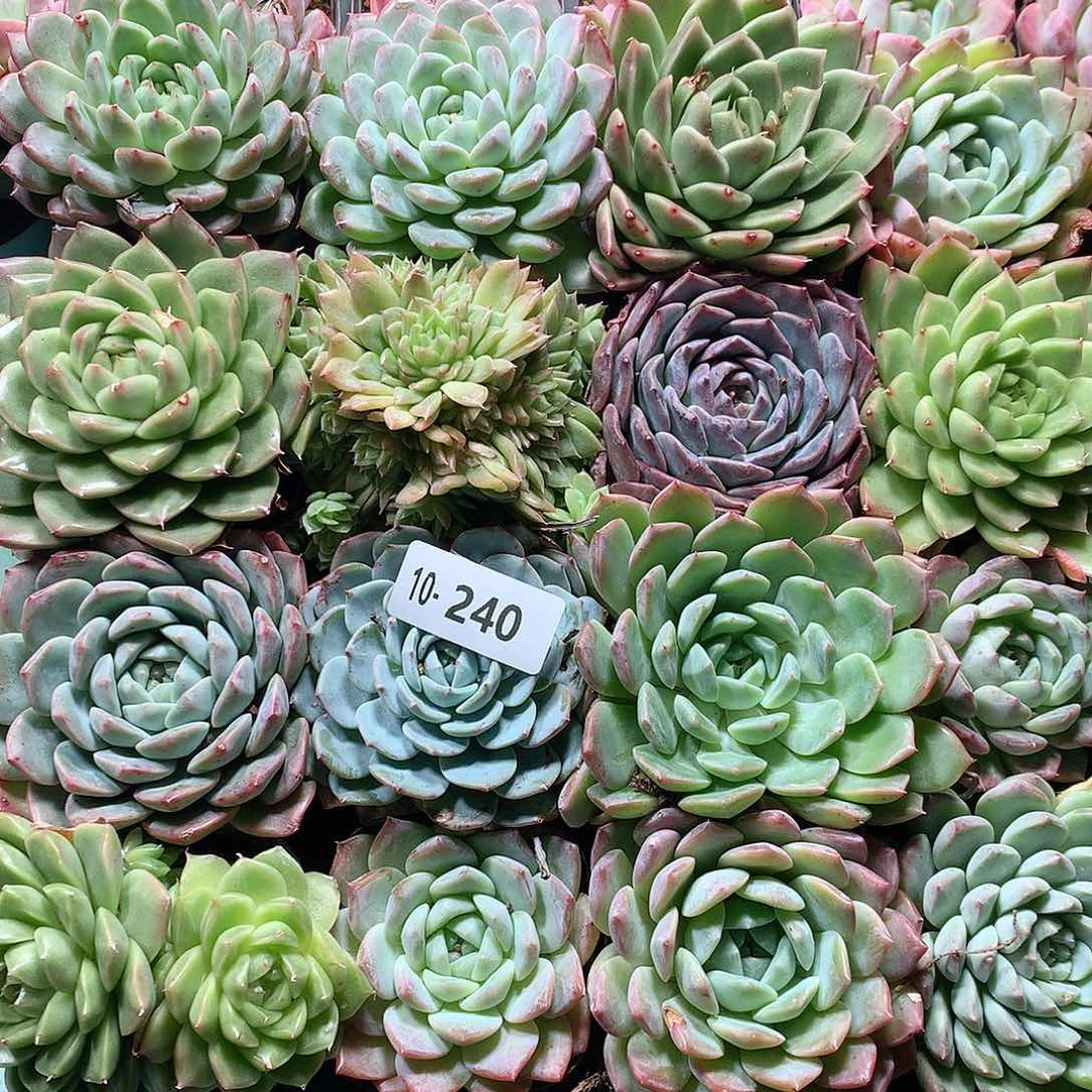 10-240一物一拍带盆16颗