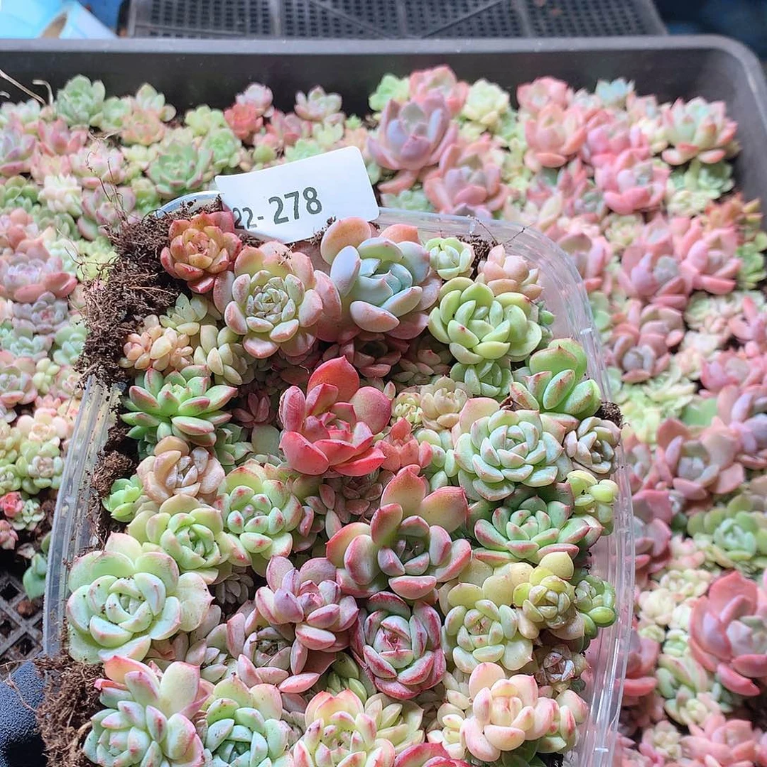 22-278一物一拍切糕