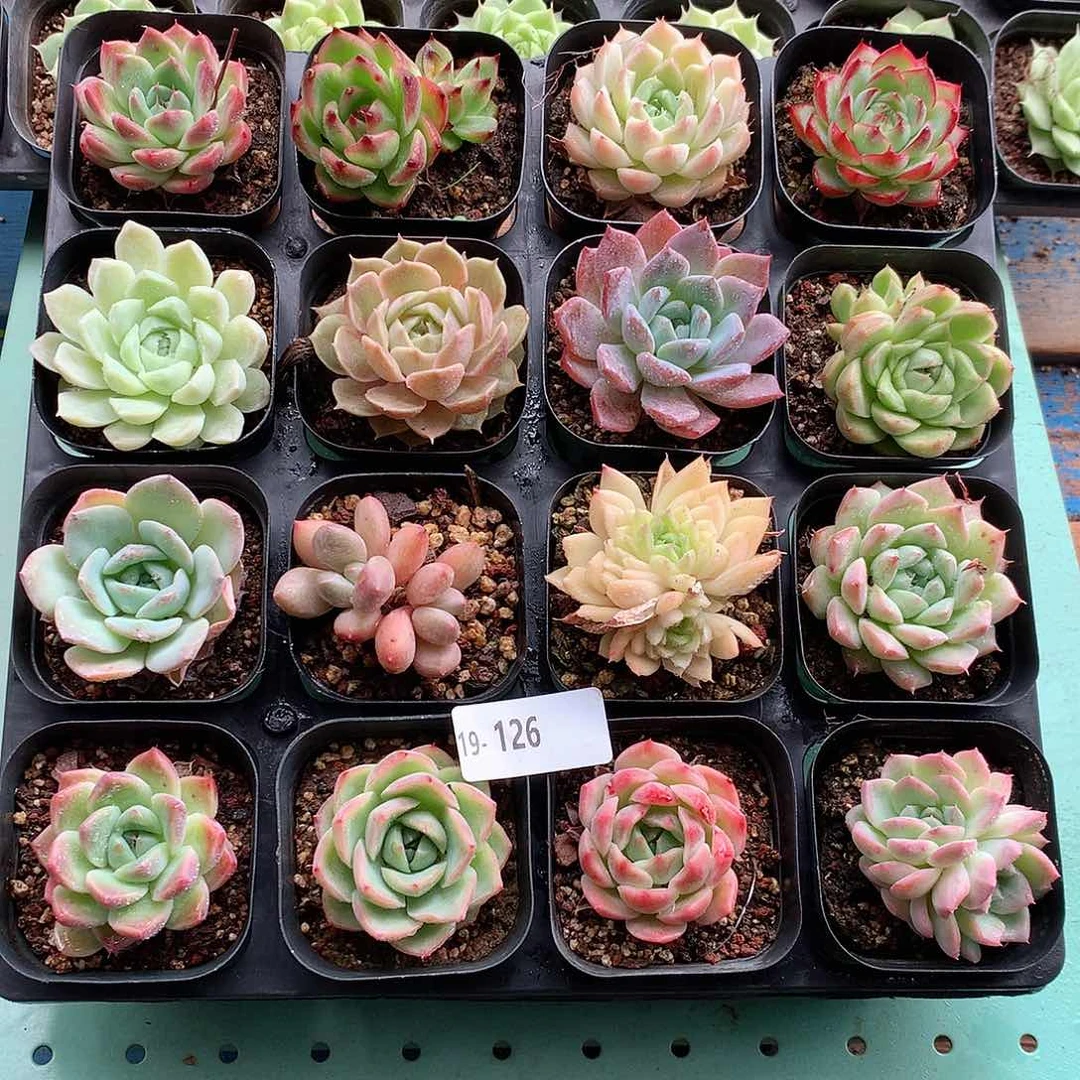 19-126一物一拍带盆16颗