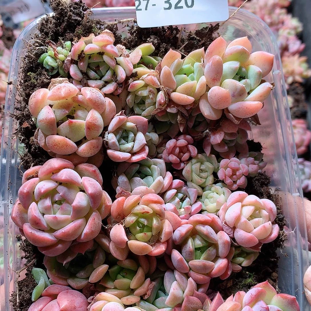 27-320一物一拍切糕