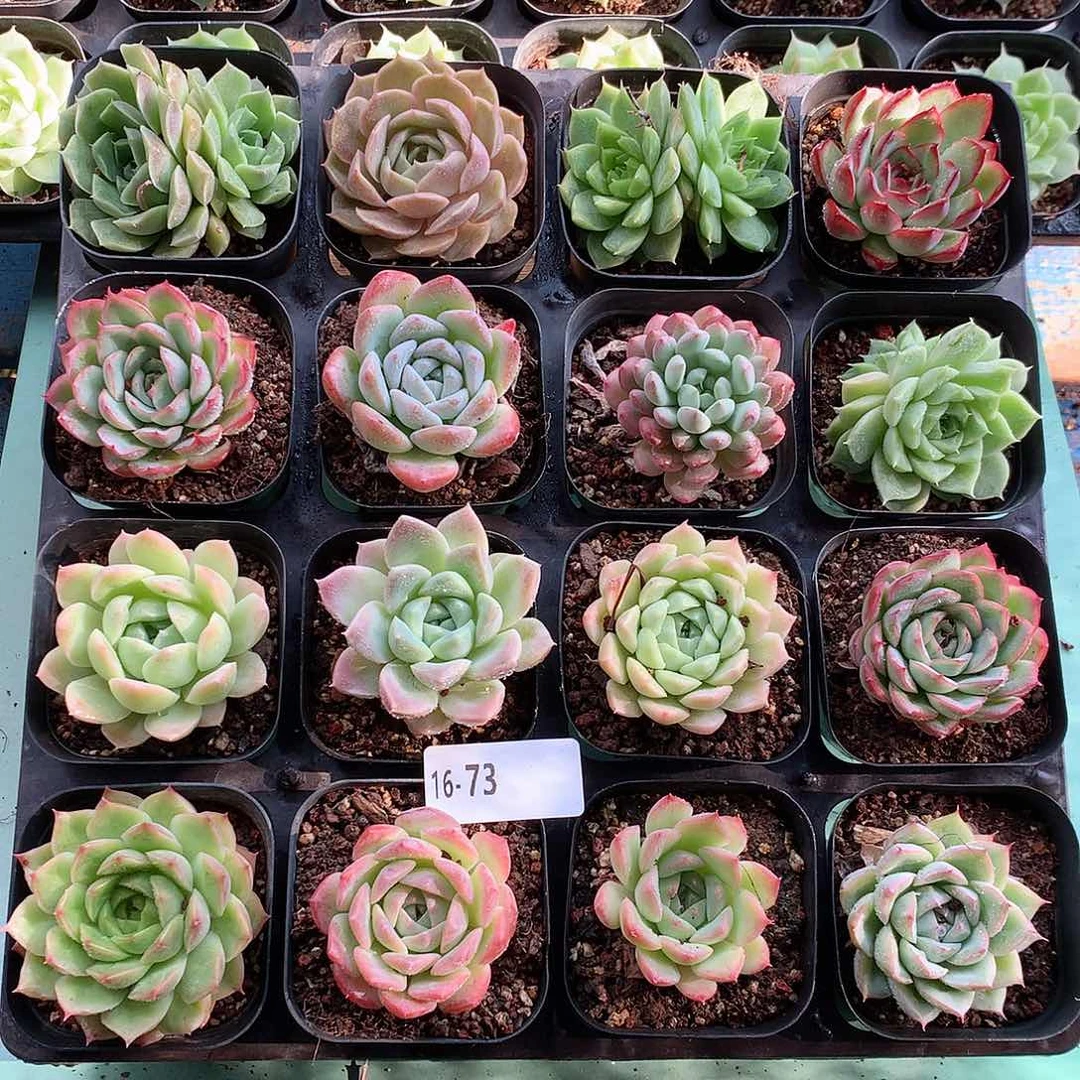 16-73一物一拍带盆16颗