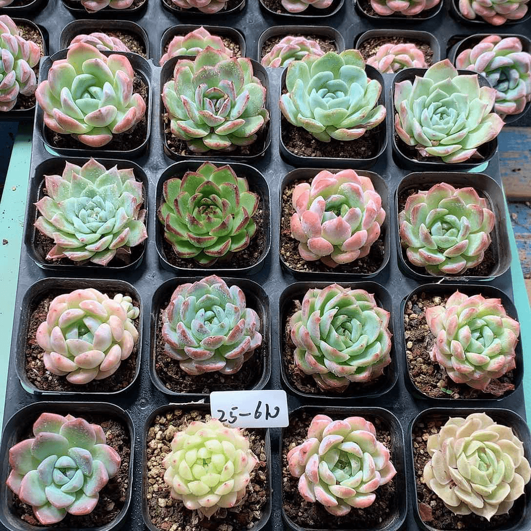 25-610一物一拍带盆16颗