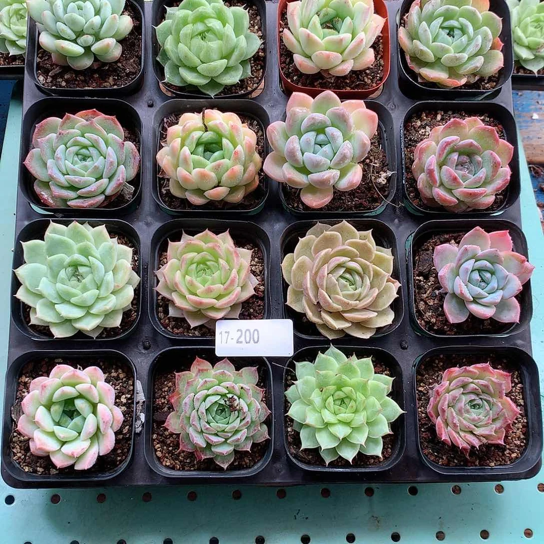 17–200一物一拍带盆16颗