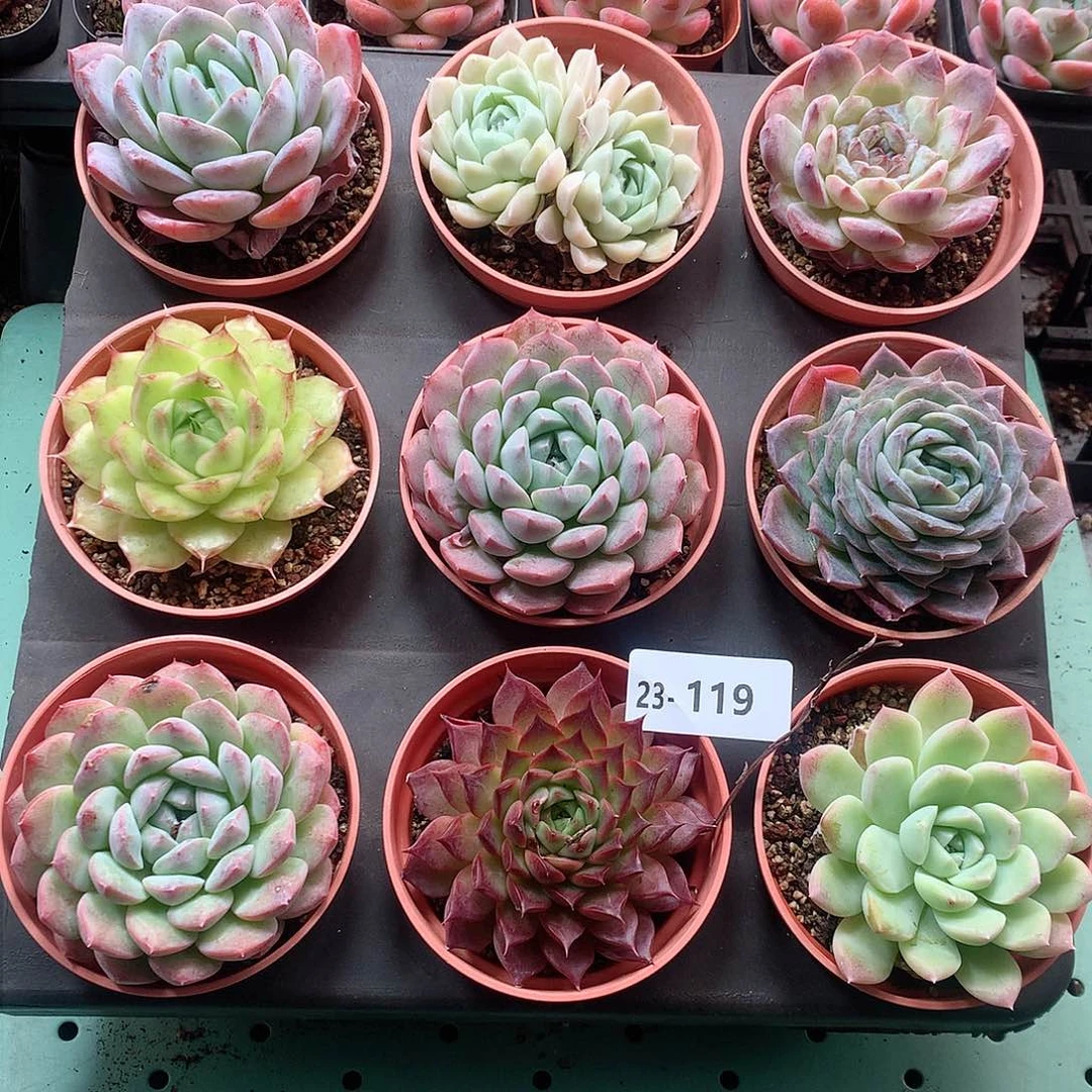 23-119一物一拍带盆9颗