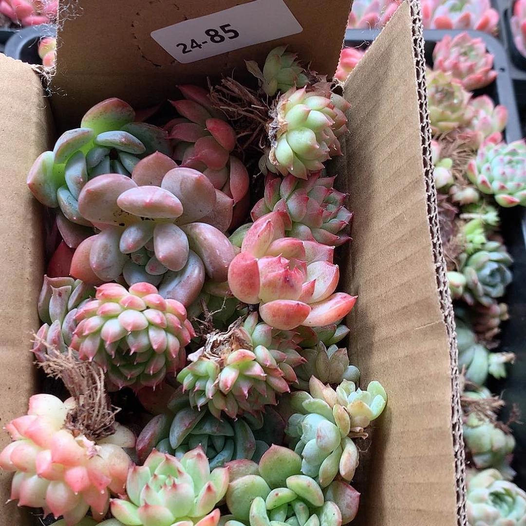 24-85一物一拍脱土20-30颗