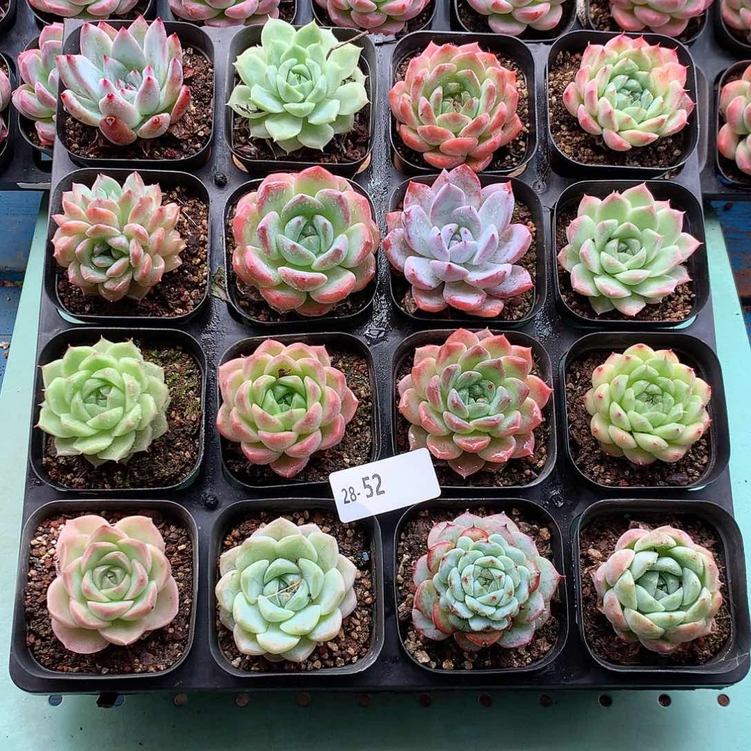 28-52一物一拍带盆16颗
