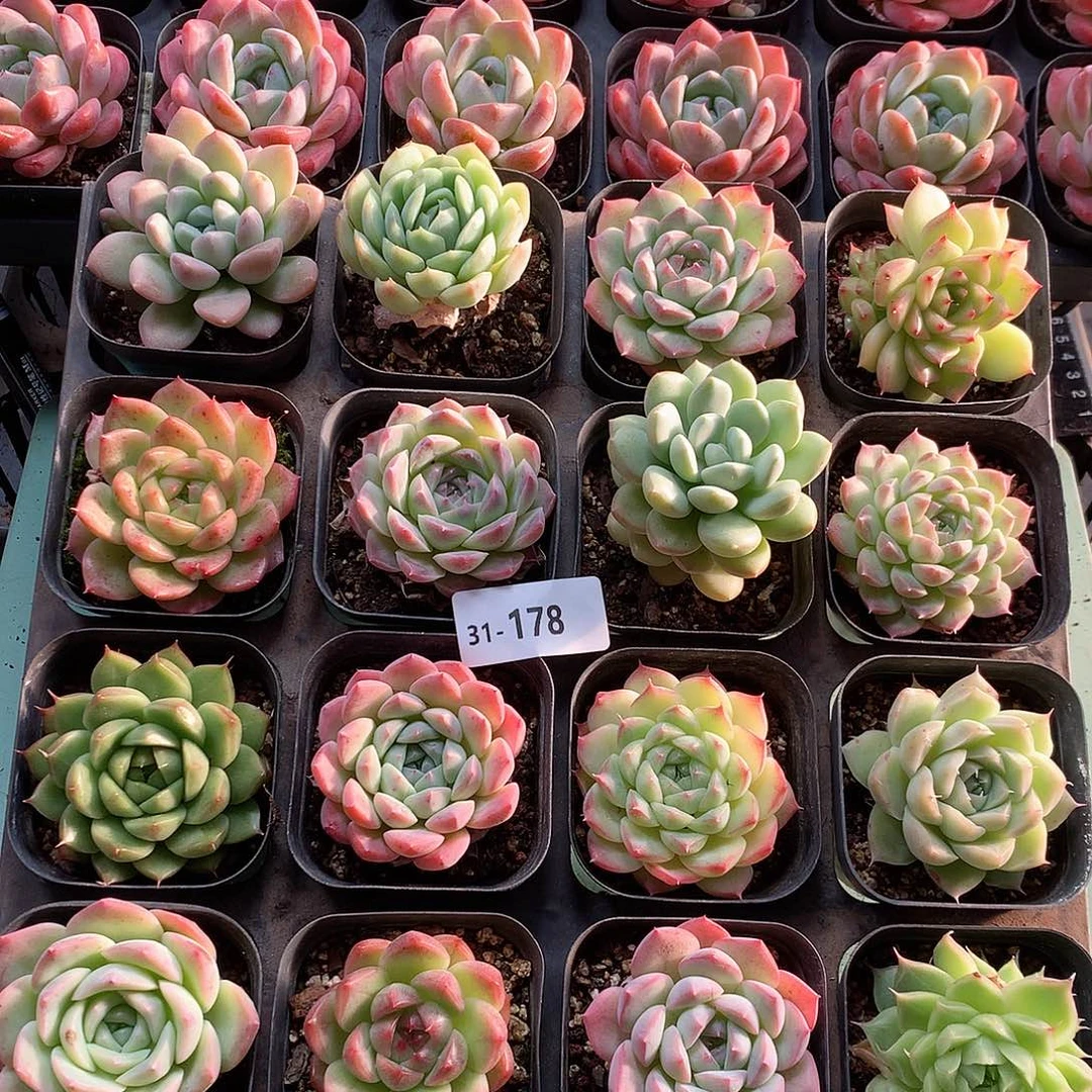 31-178一物一拍带盆16颗