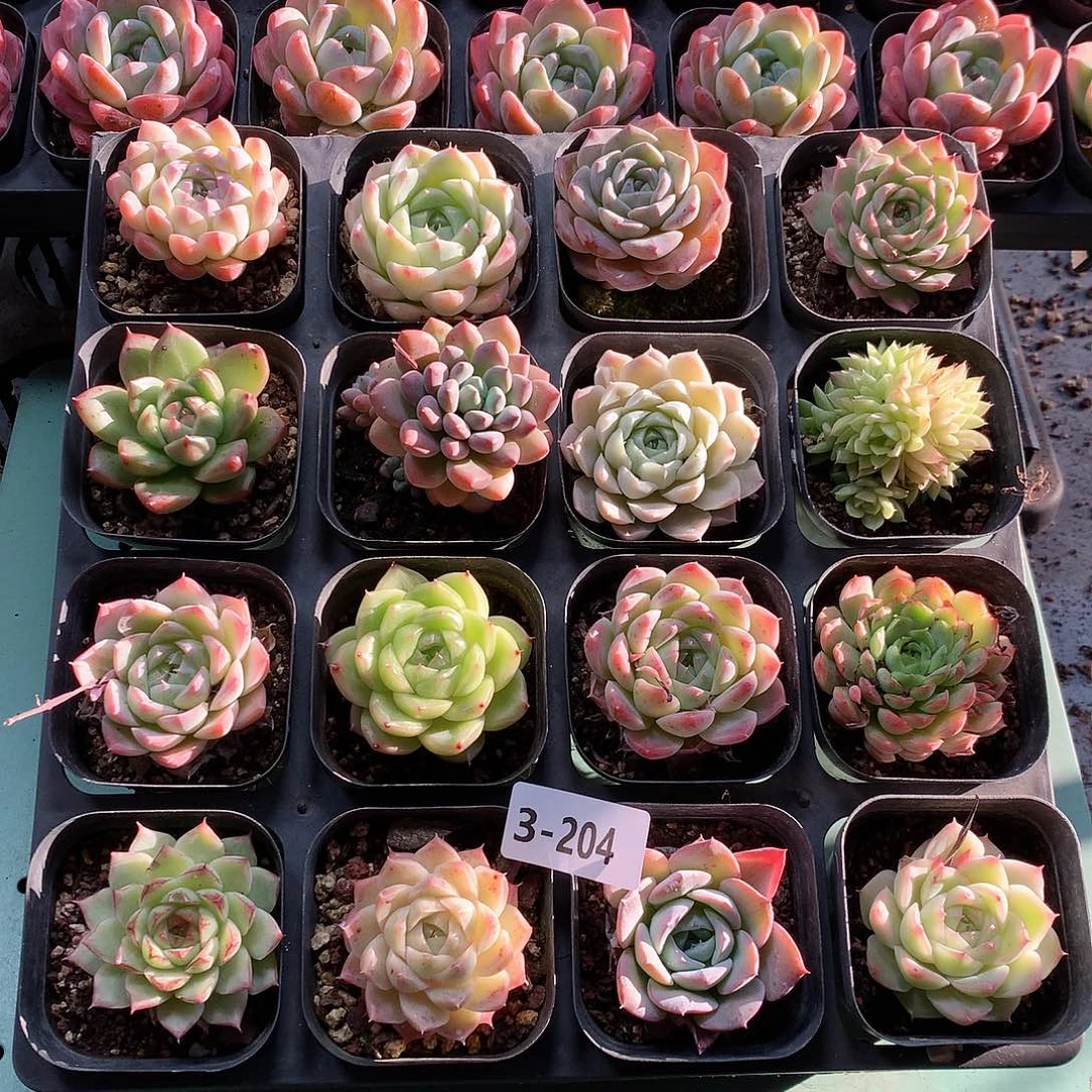 3-204一物一拍带盆16颗