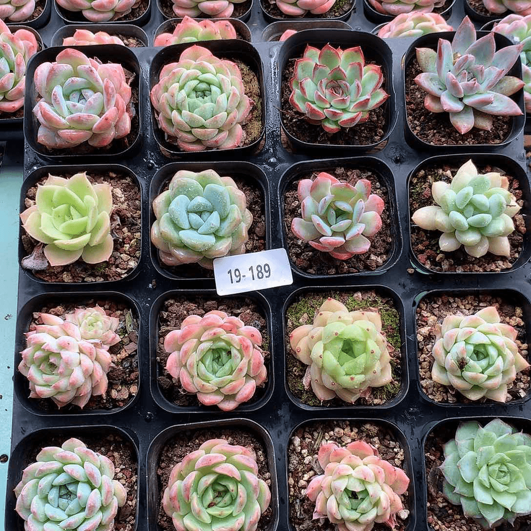 19-189一物一拍带盆16颗