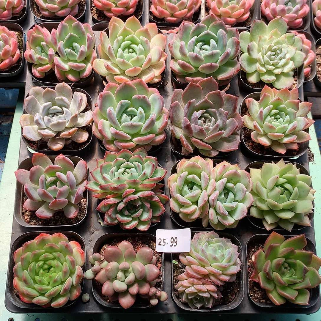 25-99一物一拍带盆16颗