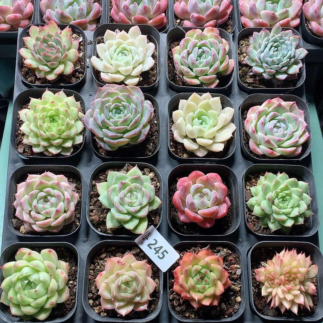 10-245一物一拍带盆16颗