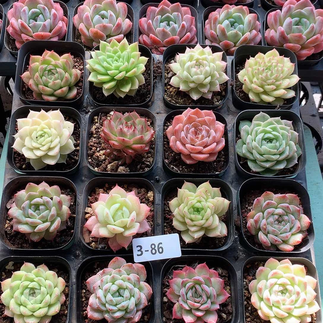 3-86一物一拍带盆16颗