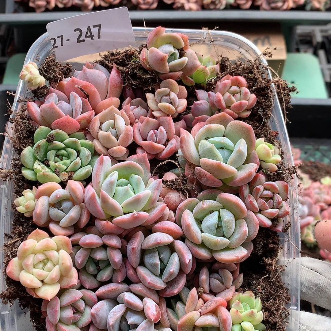 27-247一物一拍切糕