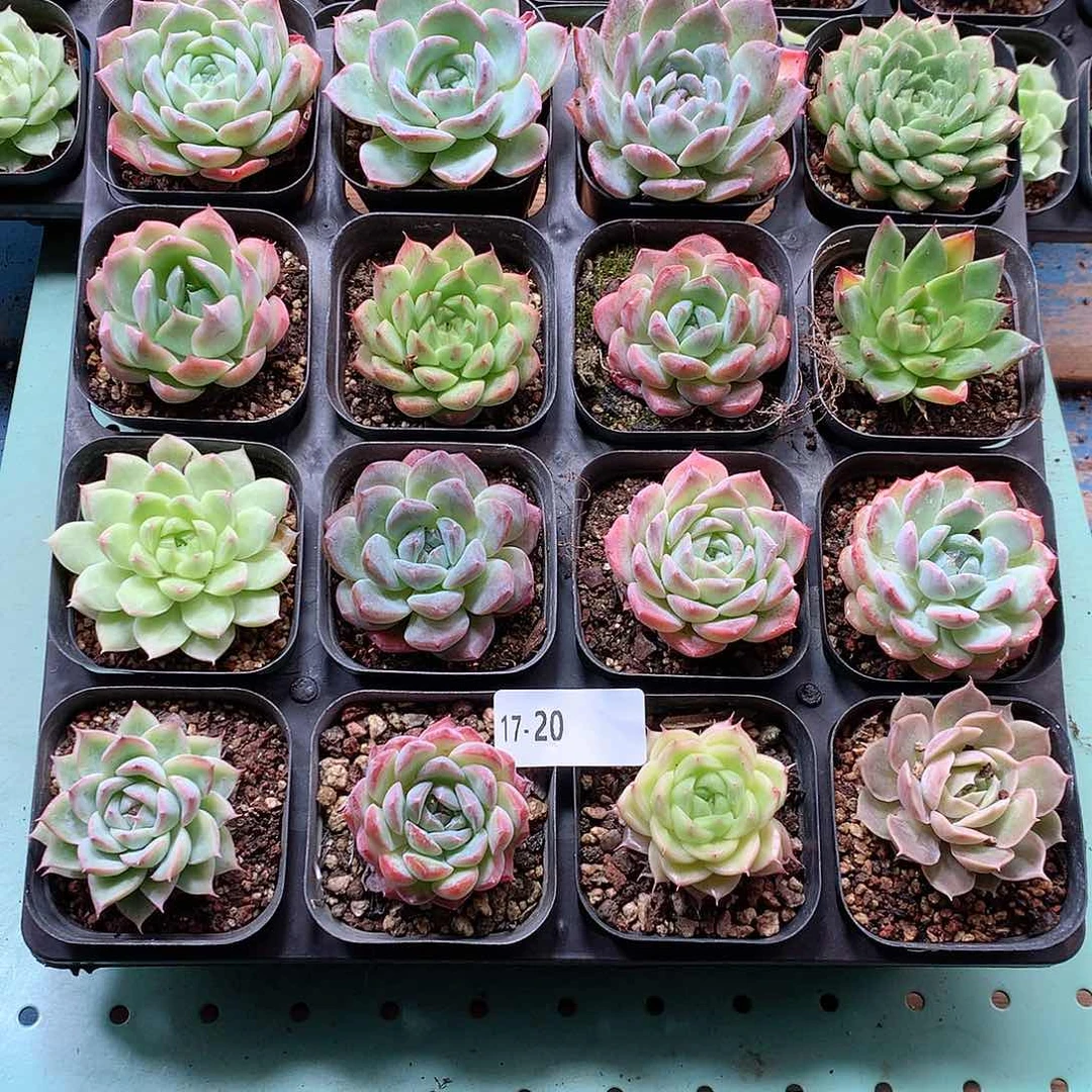 17-20一物一拍带盆16颗