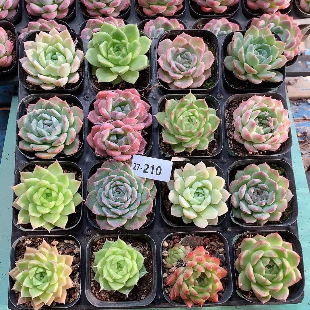 27-210一物一拍带盆16颗