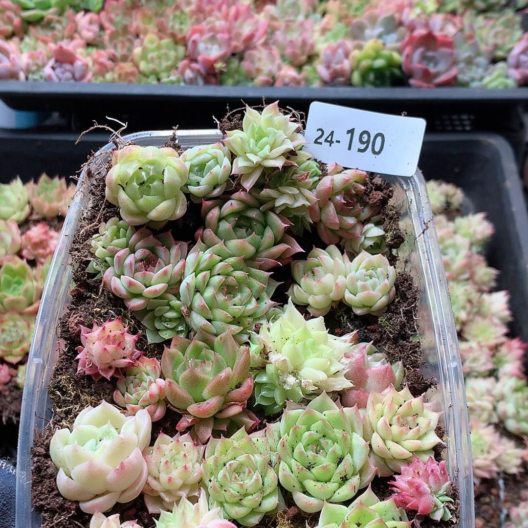 24-190一物一拍切糕