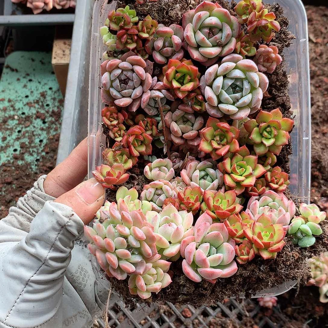 27-262一物一拍切糕