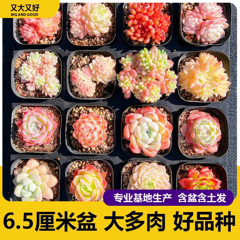 多肉植物新款16颗稀有品种贵货组合盆栽肉肉植物微景观新手套装