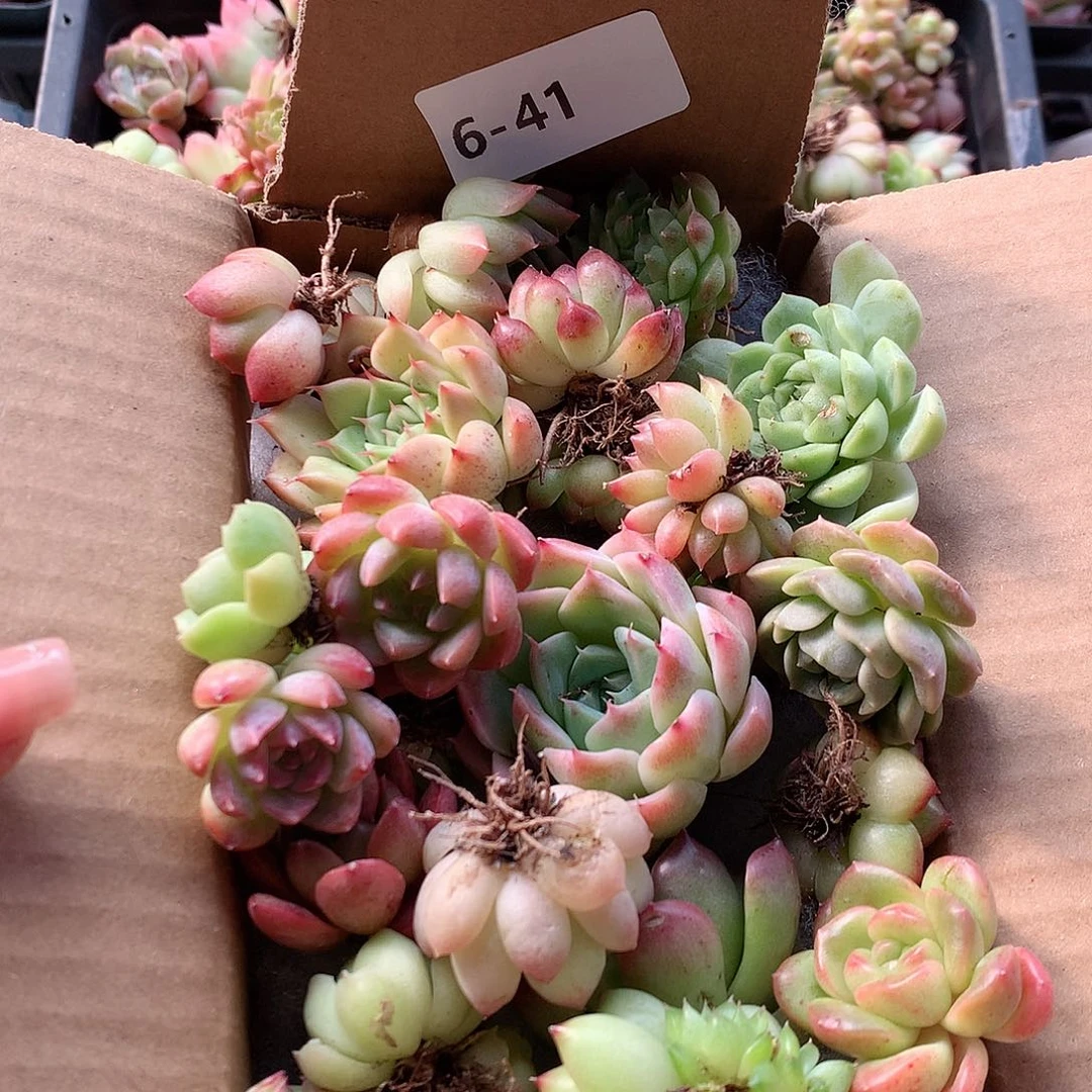 6-41一物一拍脱土20-30颗