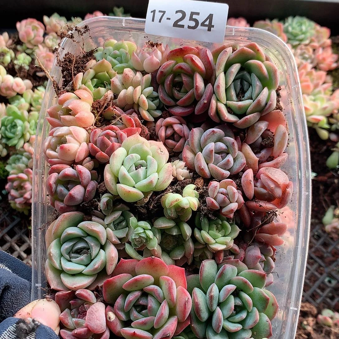 17-254一物一拍切糕