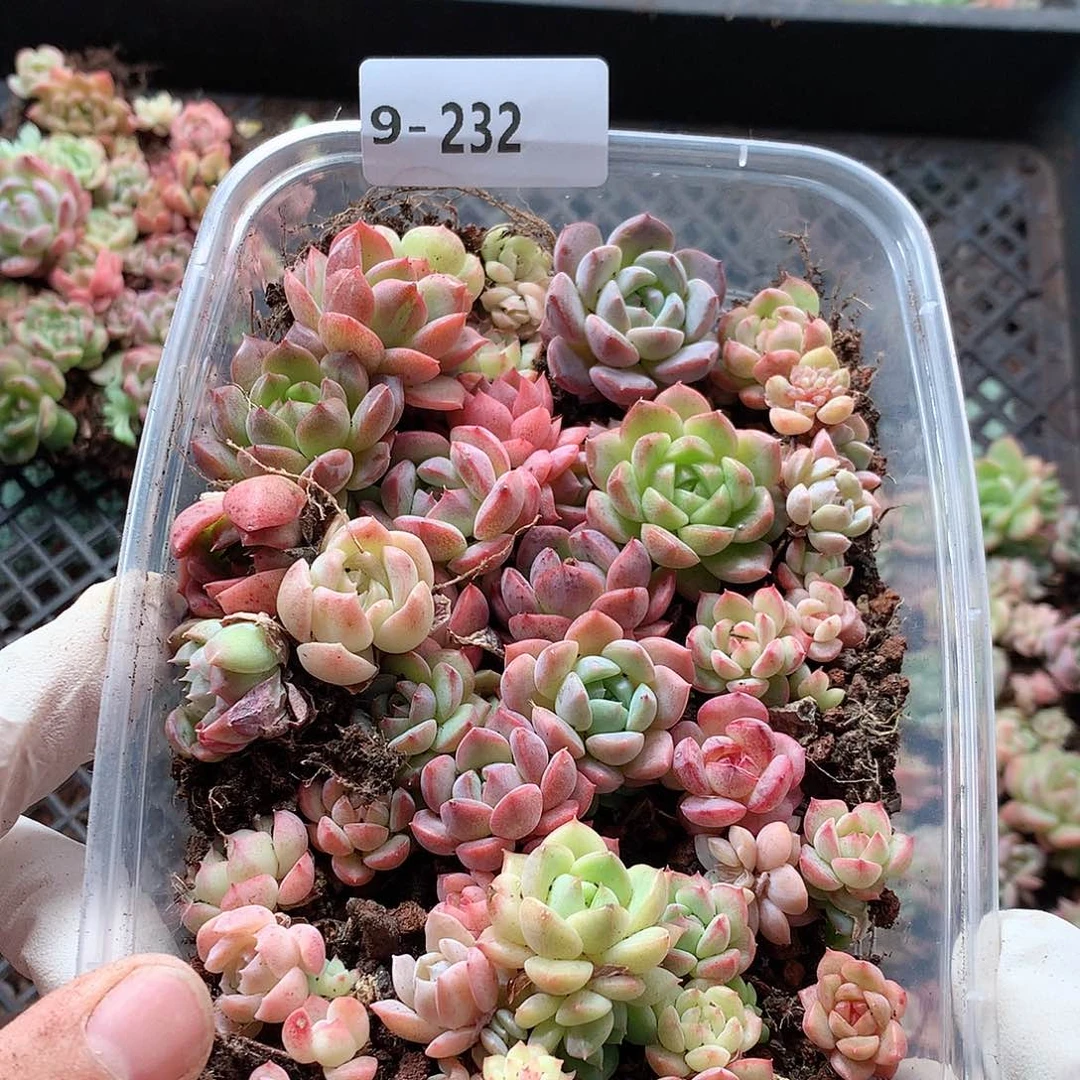 9-2 32一物一拍切糕