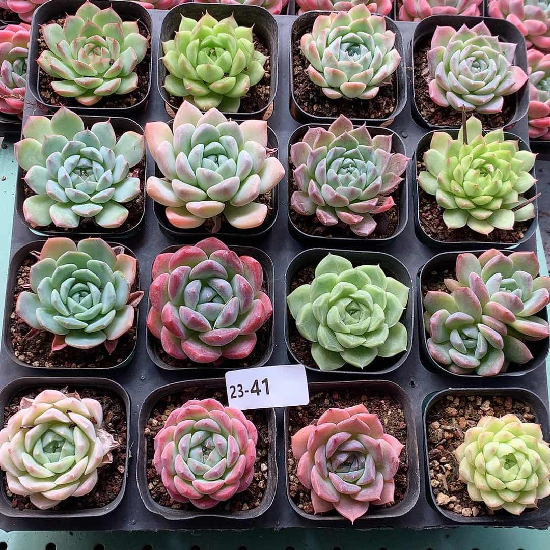 23-41一物一拍带盆16颗