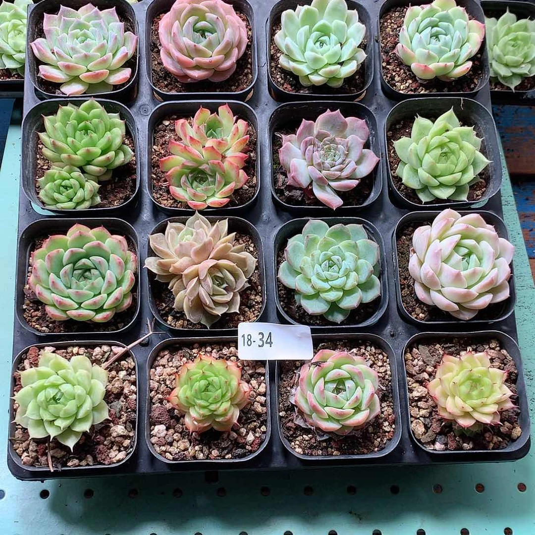 18-34一物一拍带盆16颗
