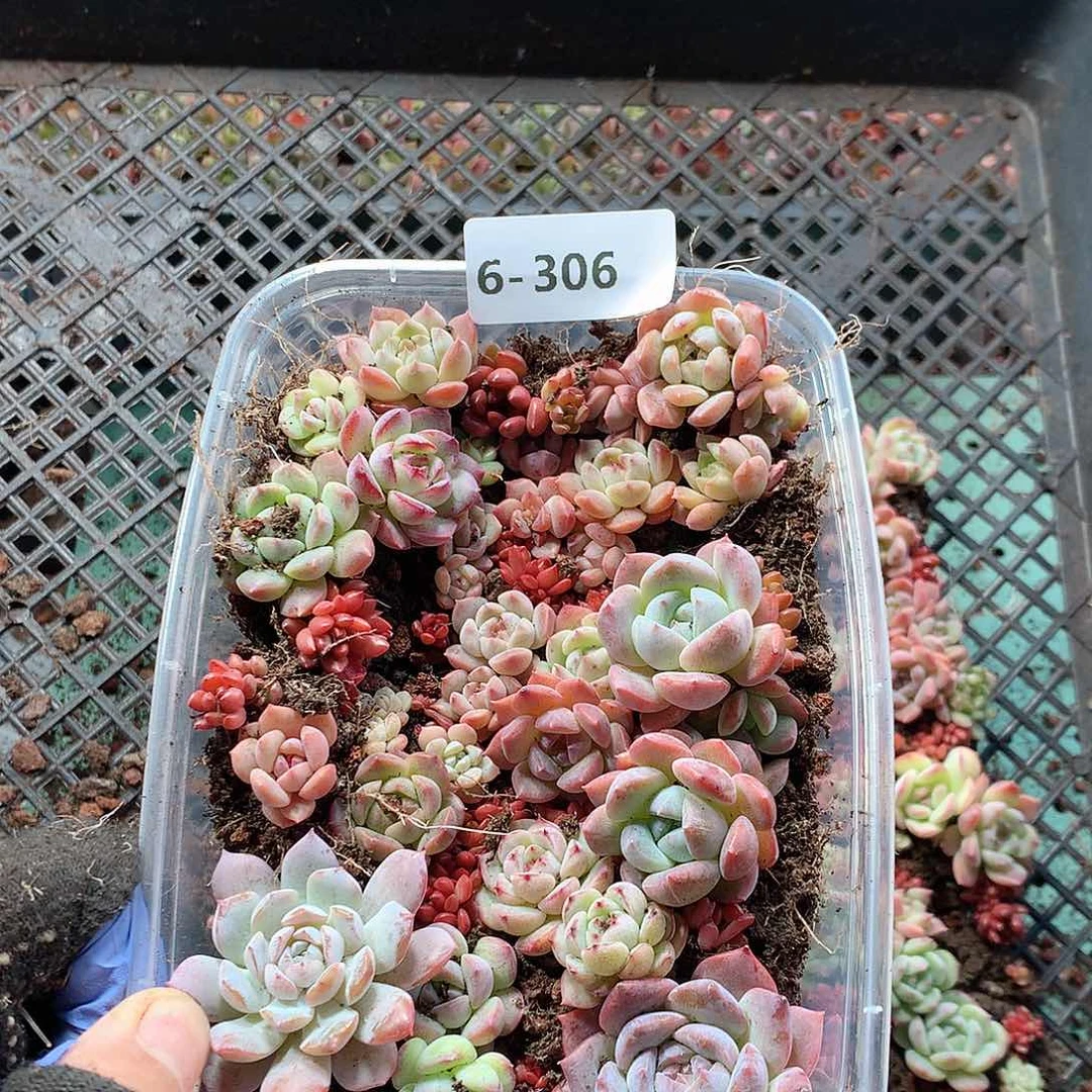 6–306一物一拍切糕