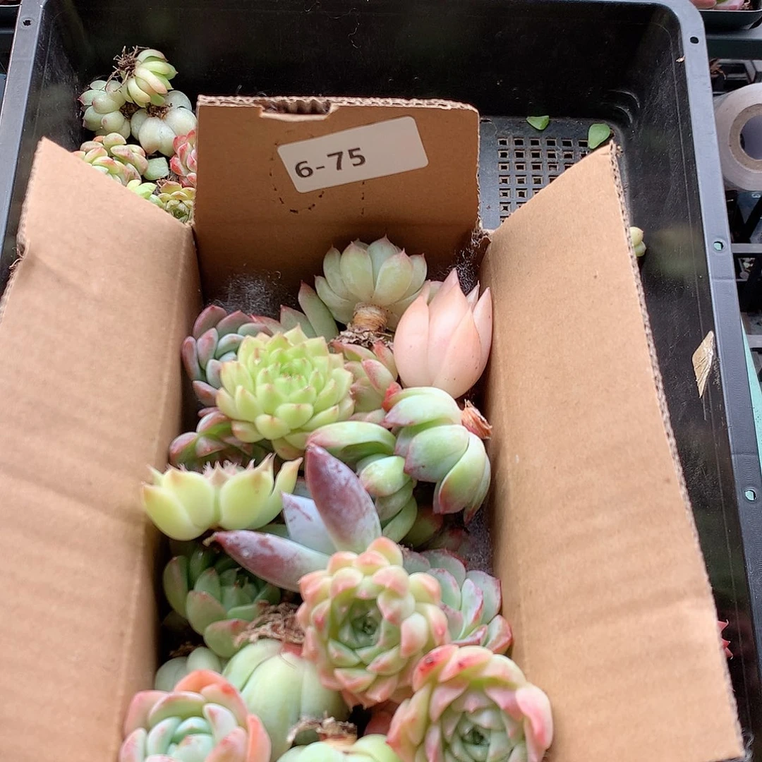 6-75一物一拍脱土20-30颗