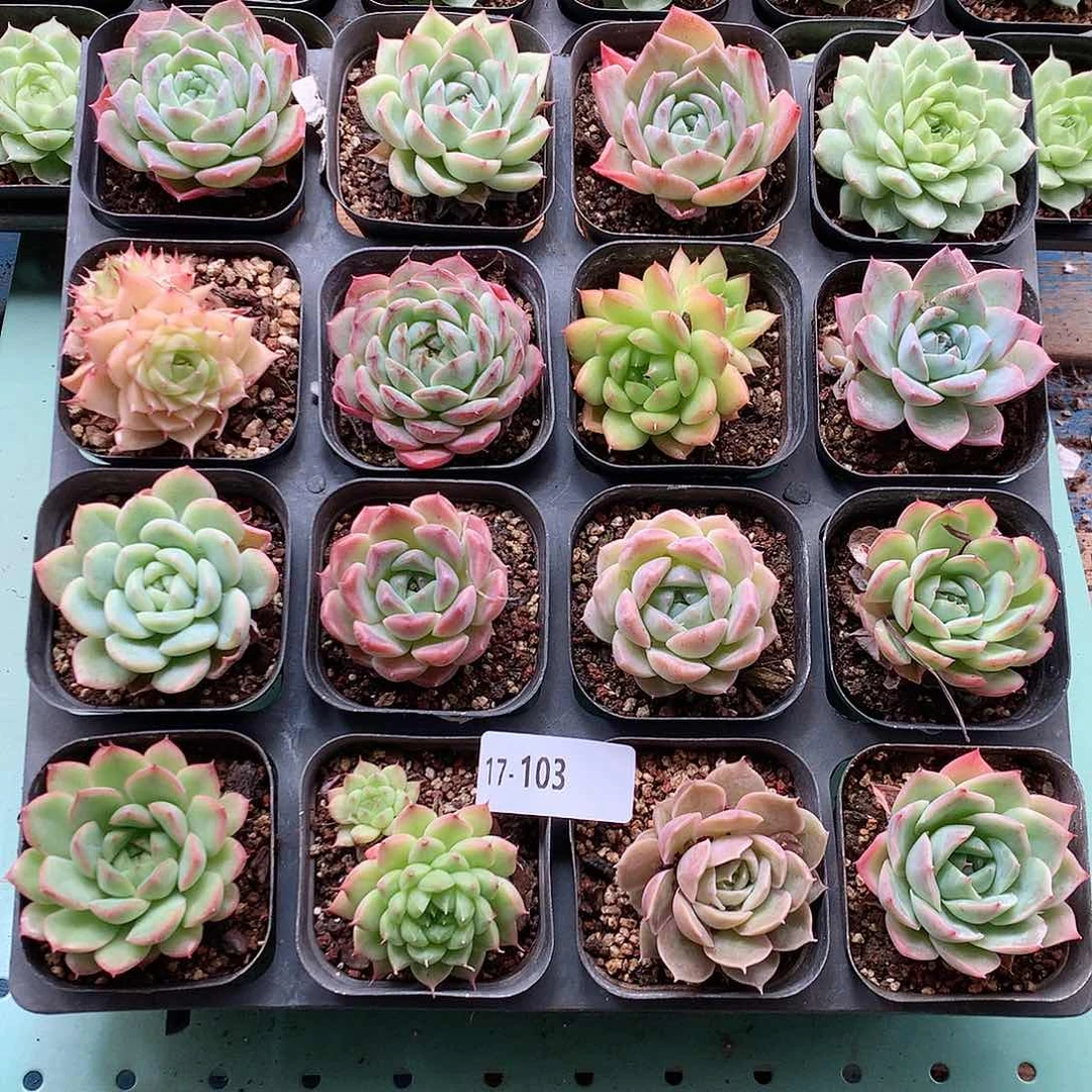 17-103一物一拍带盆16颗