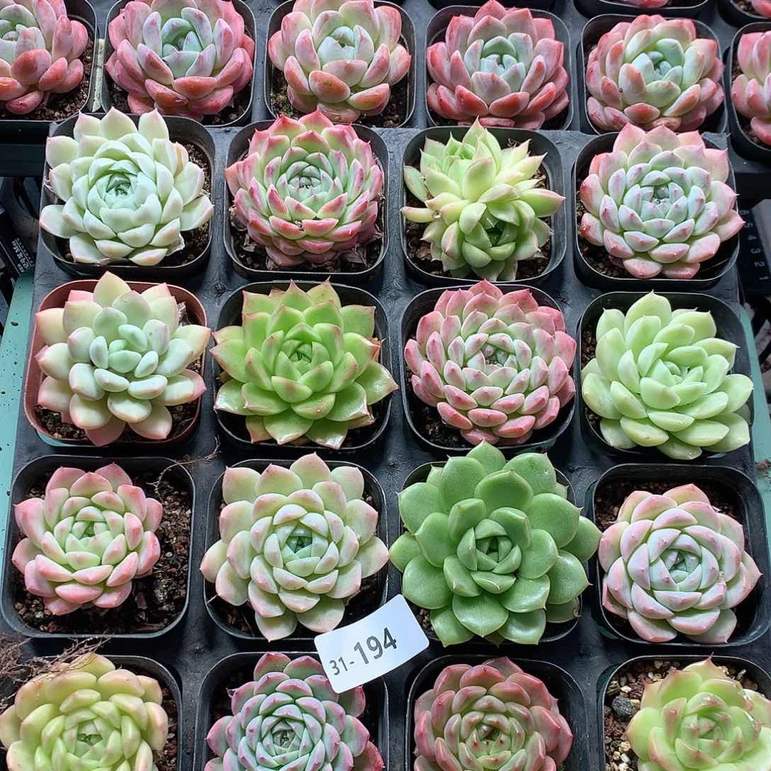 31-194一物一拍带盆16颗