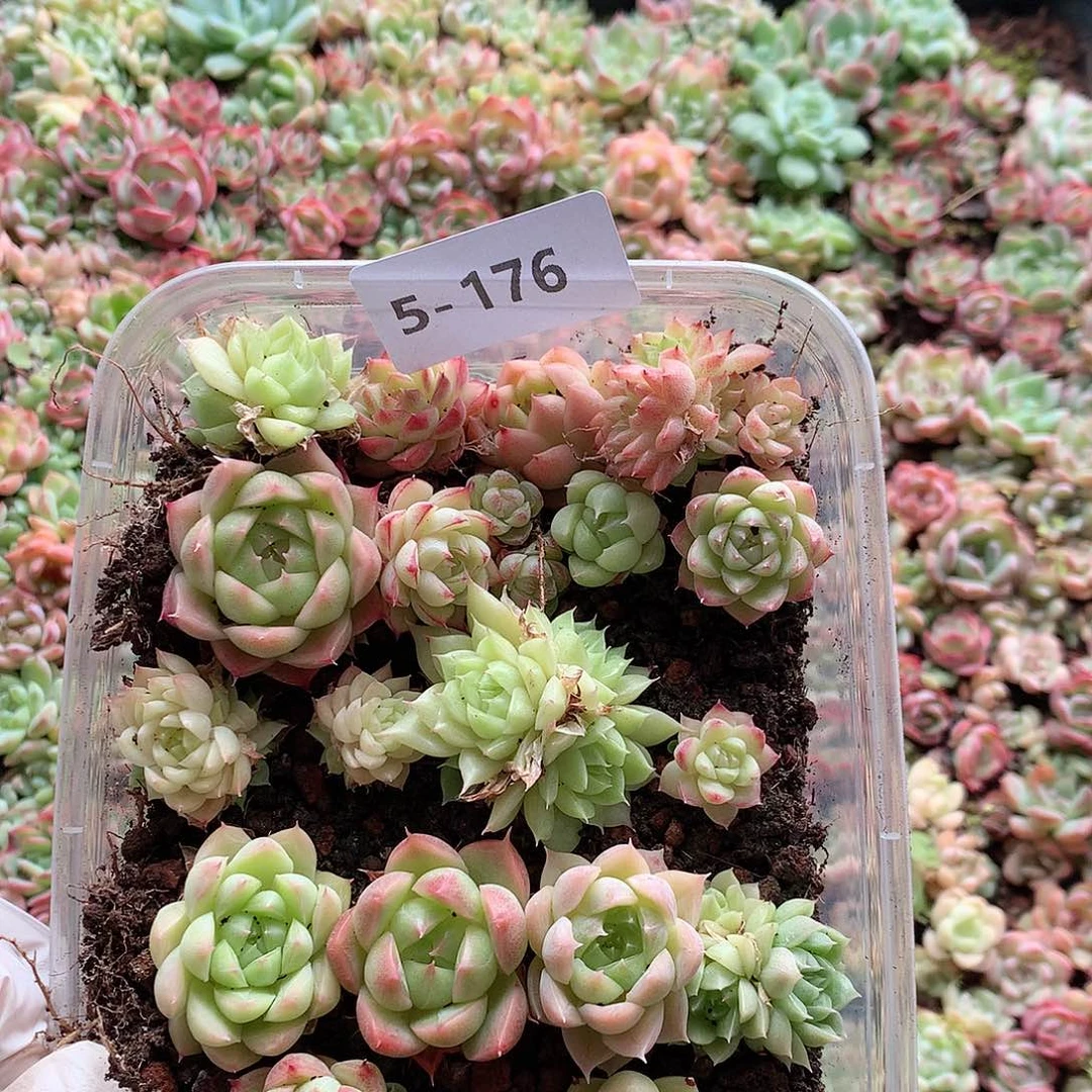 5-176一物一拍切糕