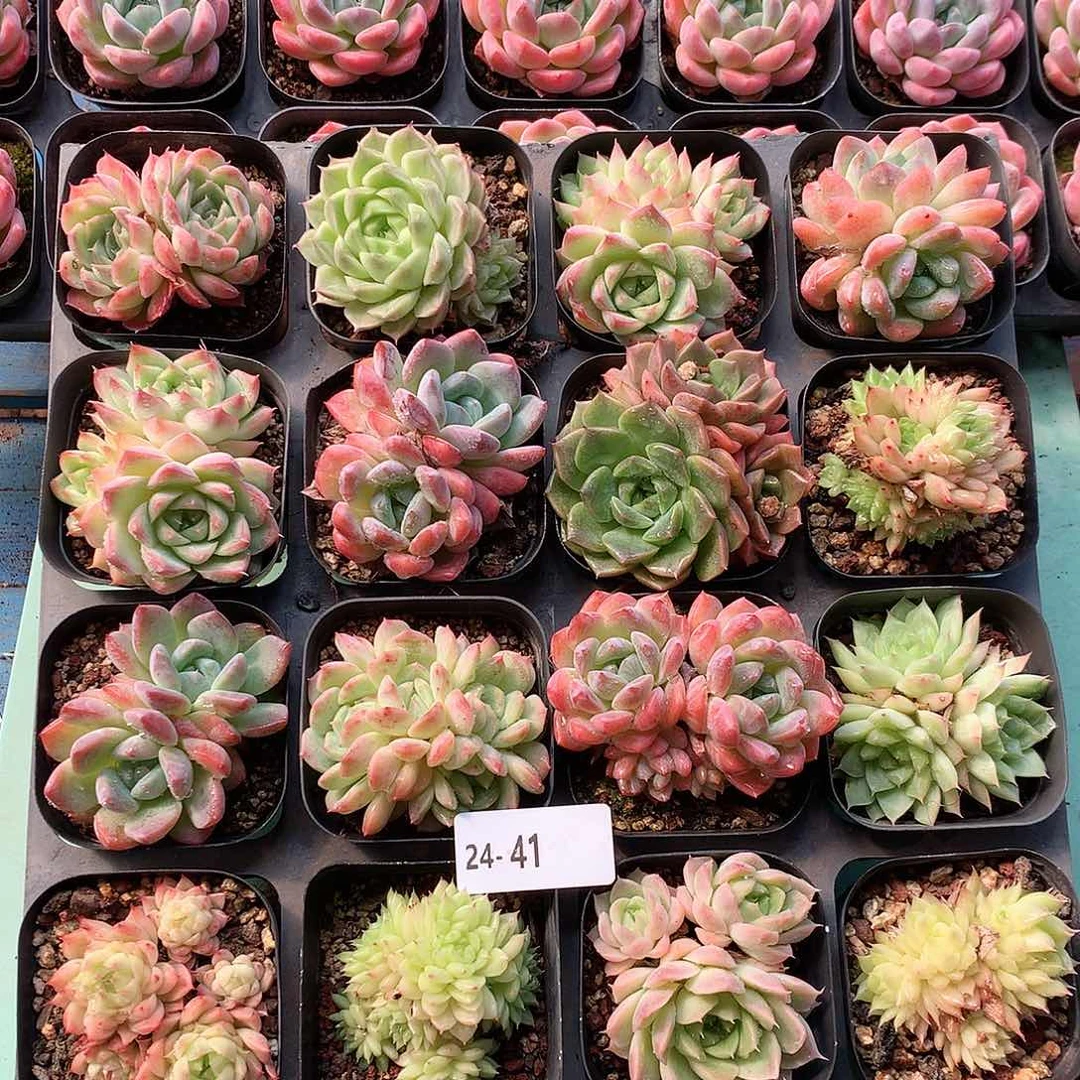 24–41一物一拍带盆16颗