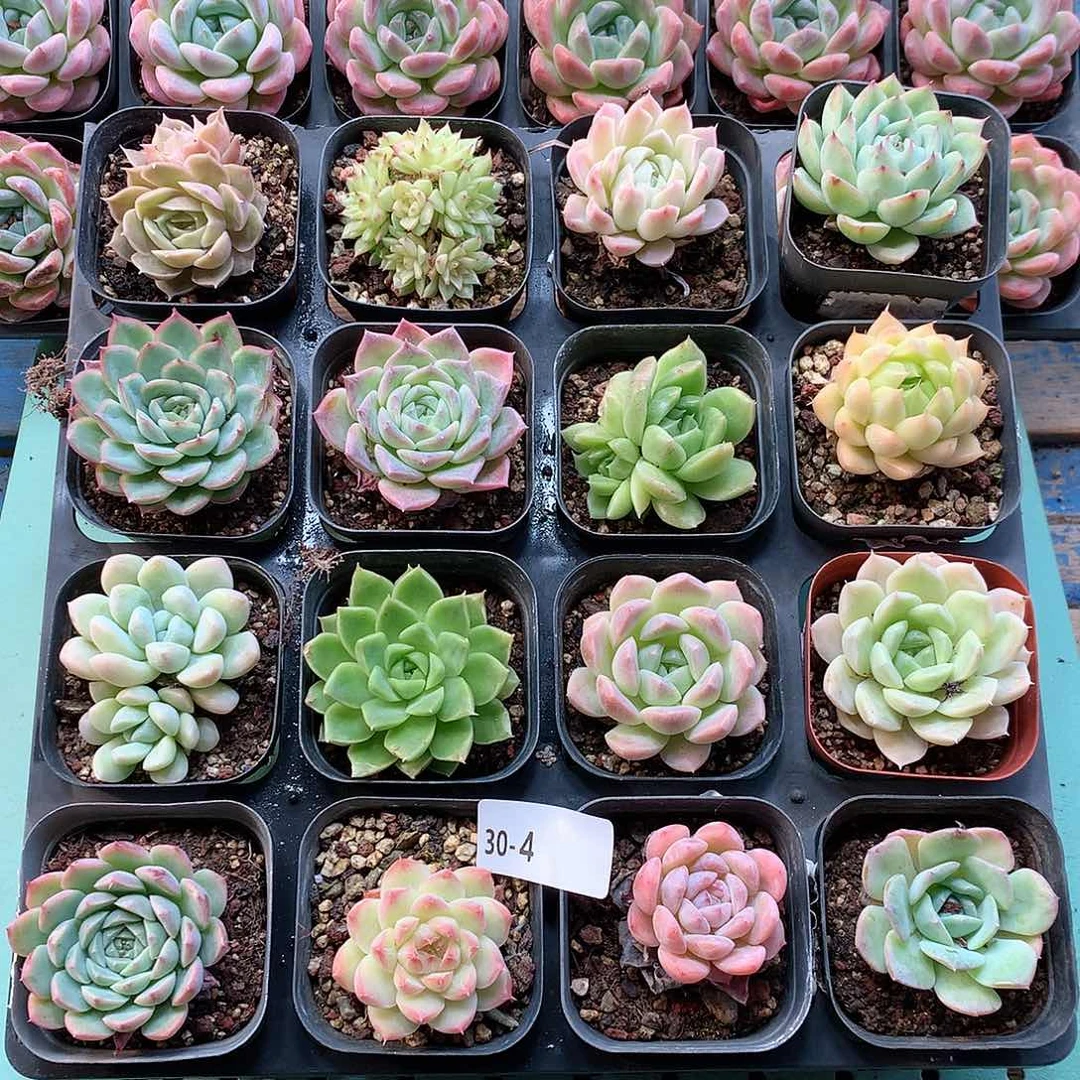 30-4一物一拍带盆16颗