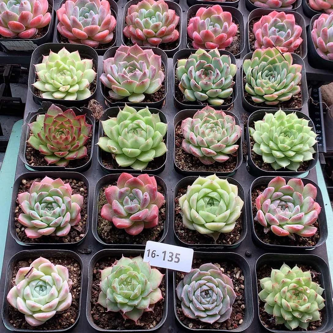 16-135一物一拍脱土20-30颗