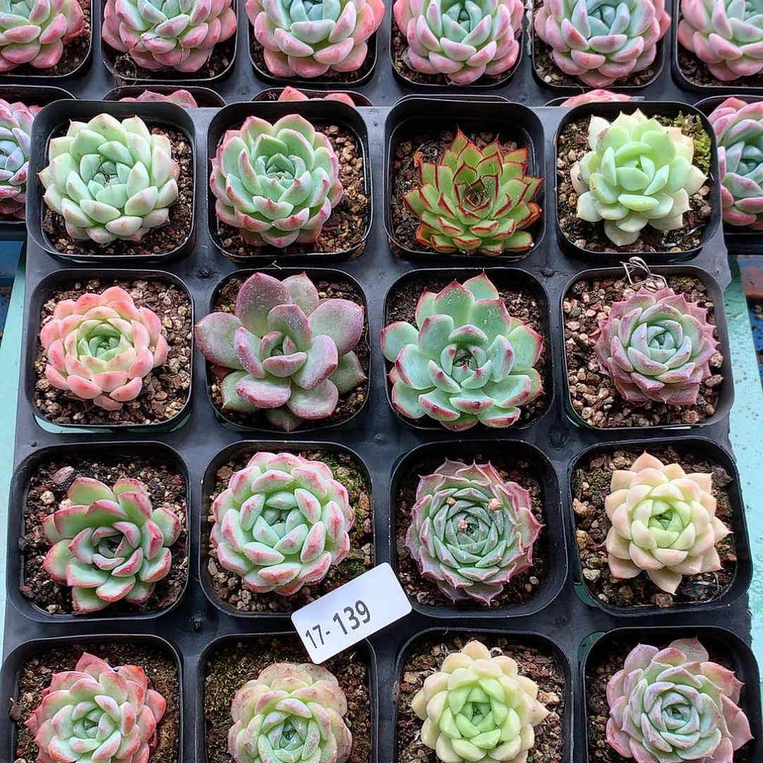 17-139一物一拍带盆16颗