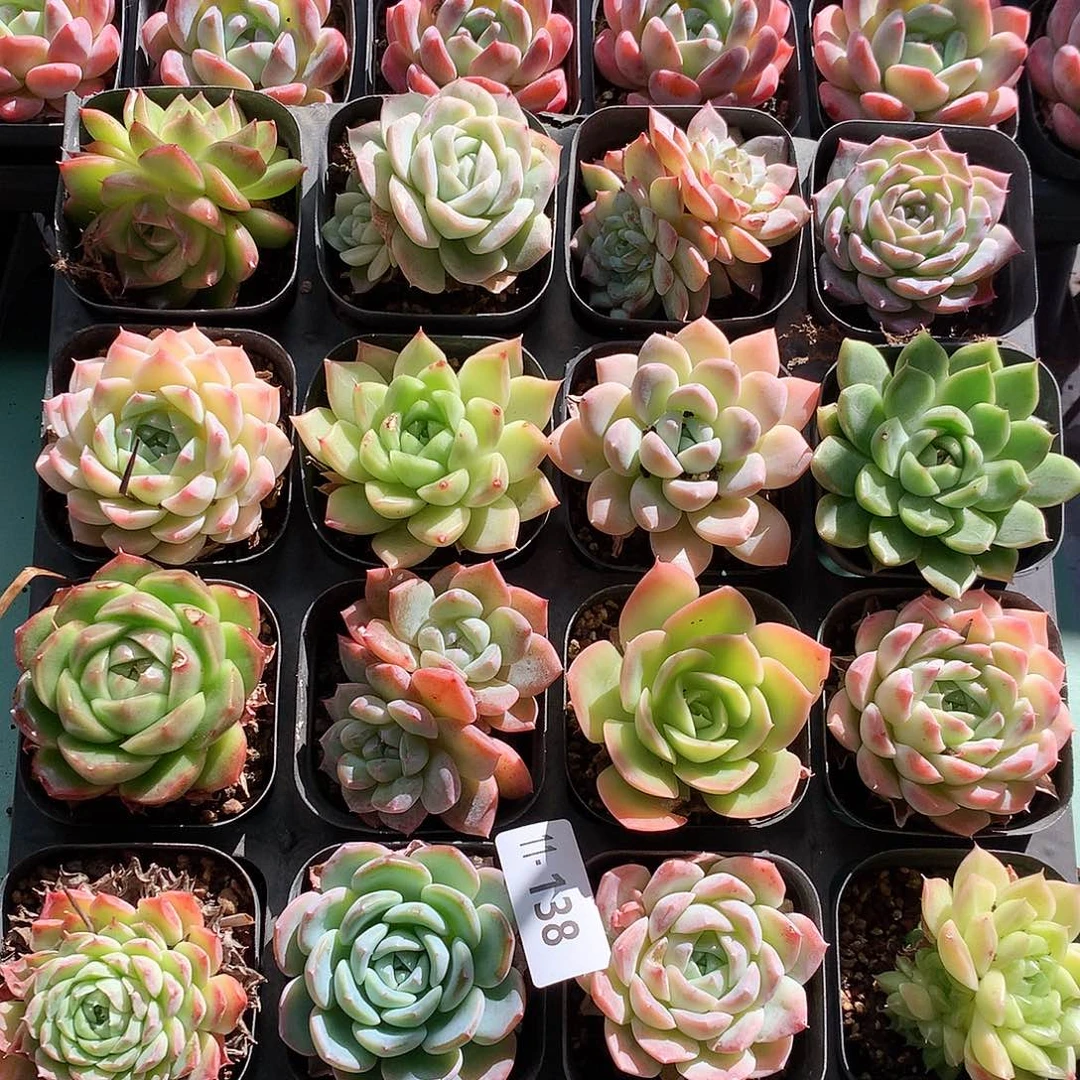 11-138一物一带带盆16颗