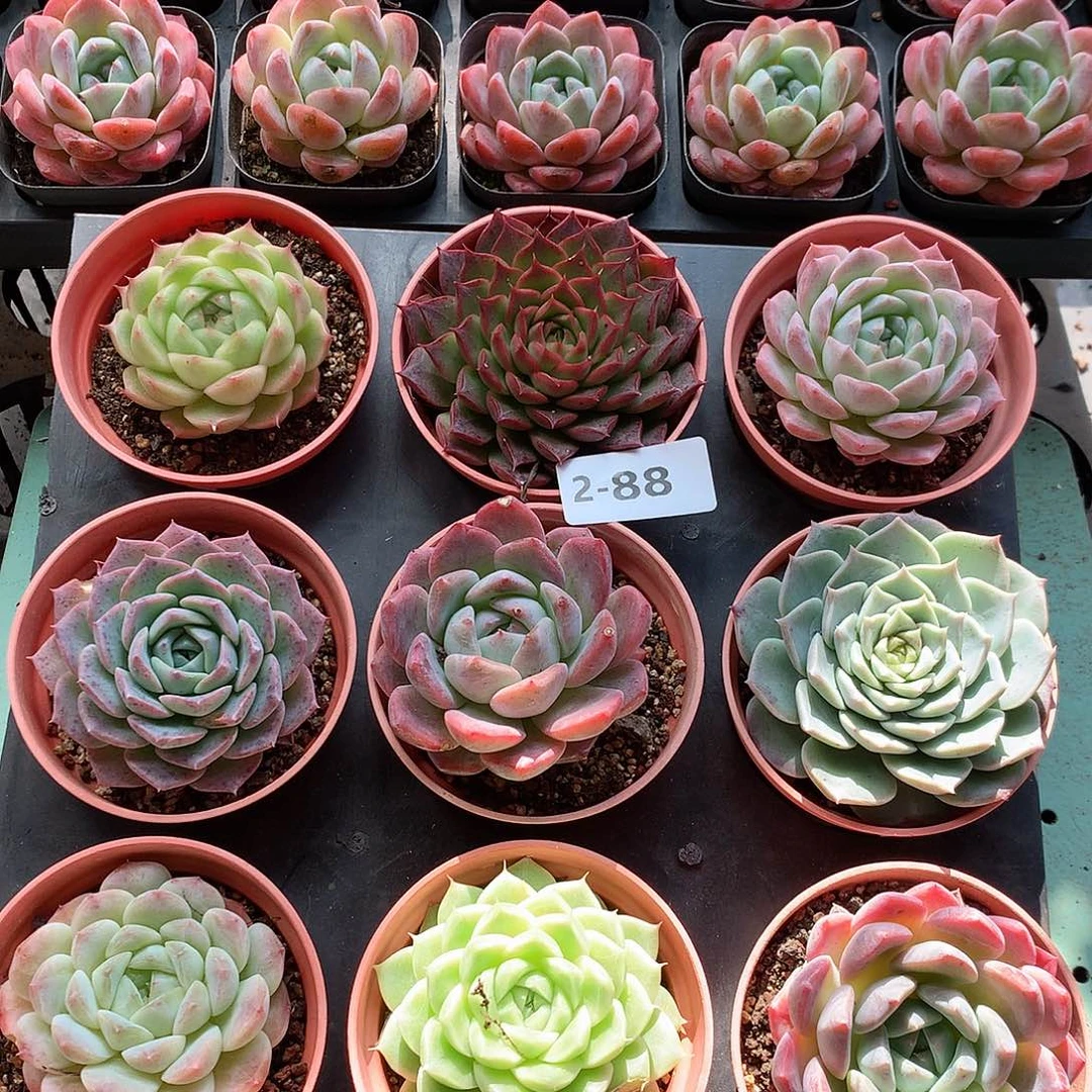 2-88一物一拍9颗2组