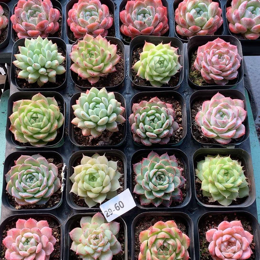 29-60一物一拍16颗带盆