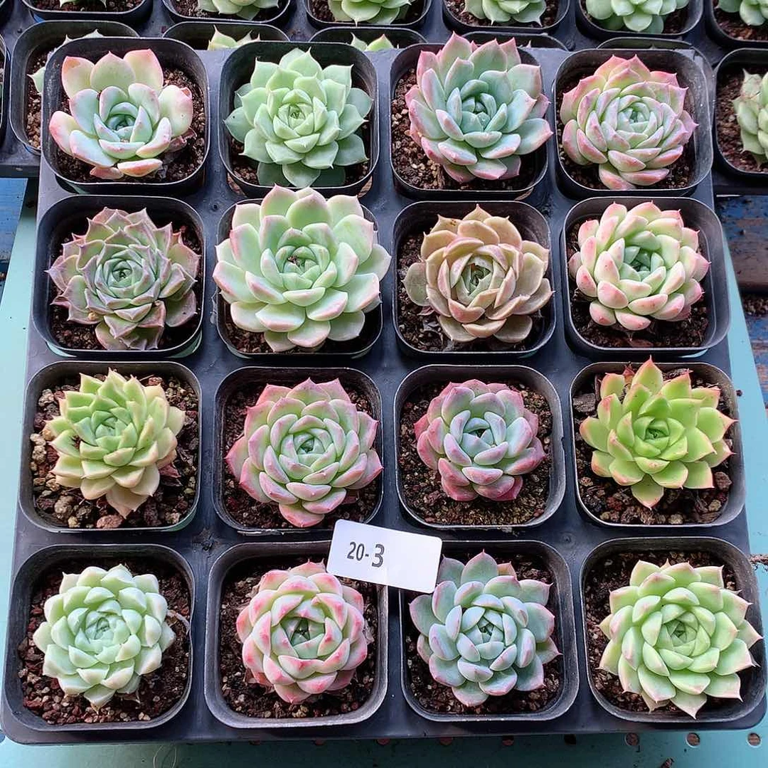 20-3一物一拍带盆16颗