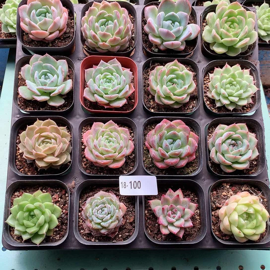 18-100一物一拍带盆16颗