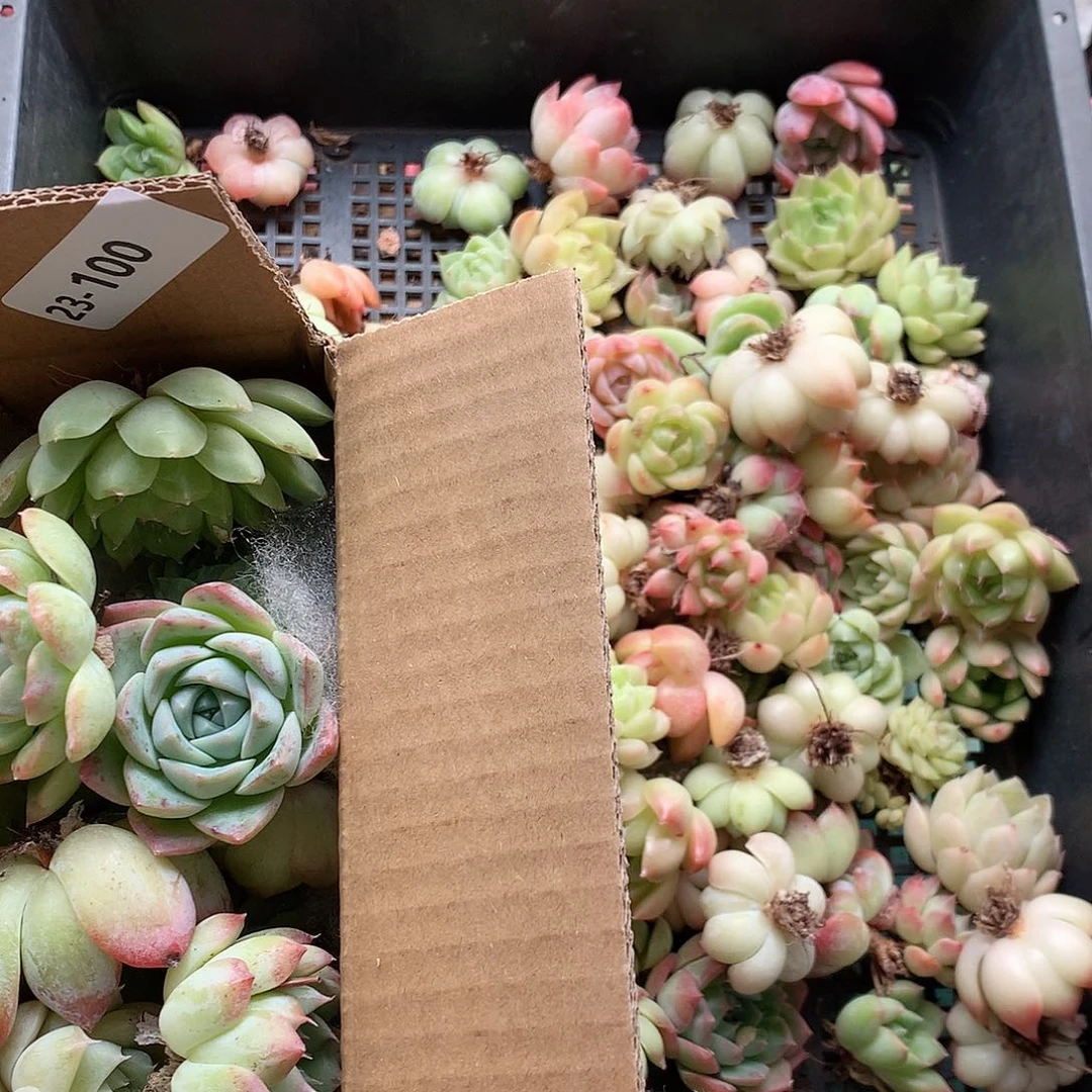 23-100一物一拍脱土20-30颗