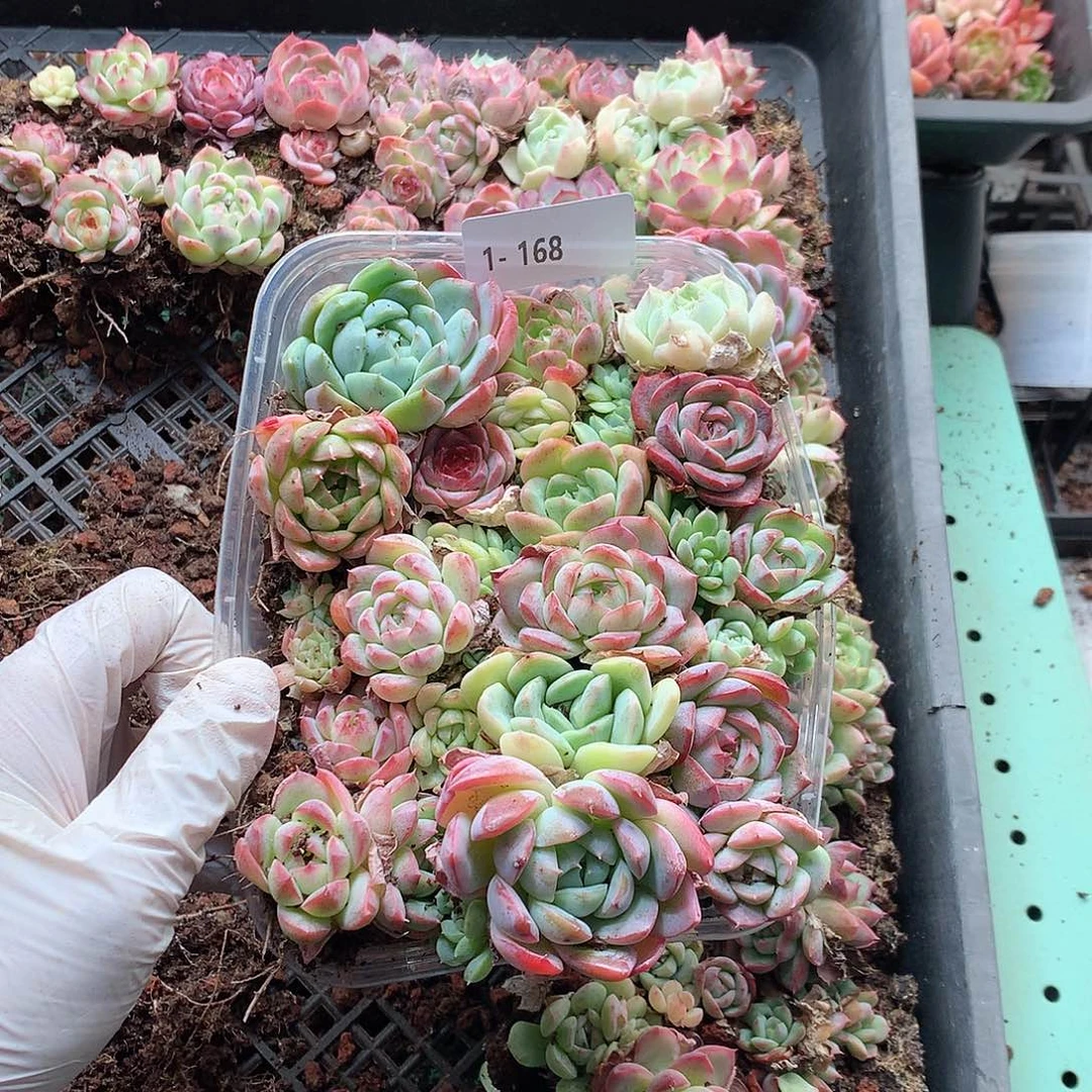 1-168一物一拍切糕