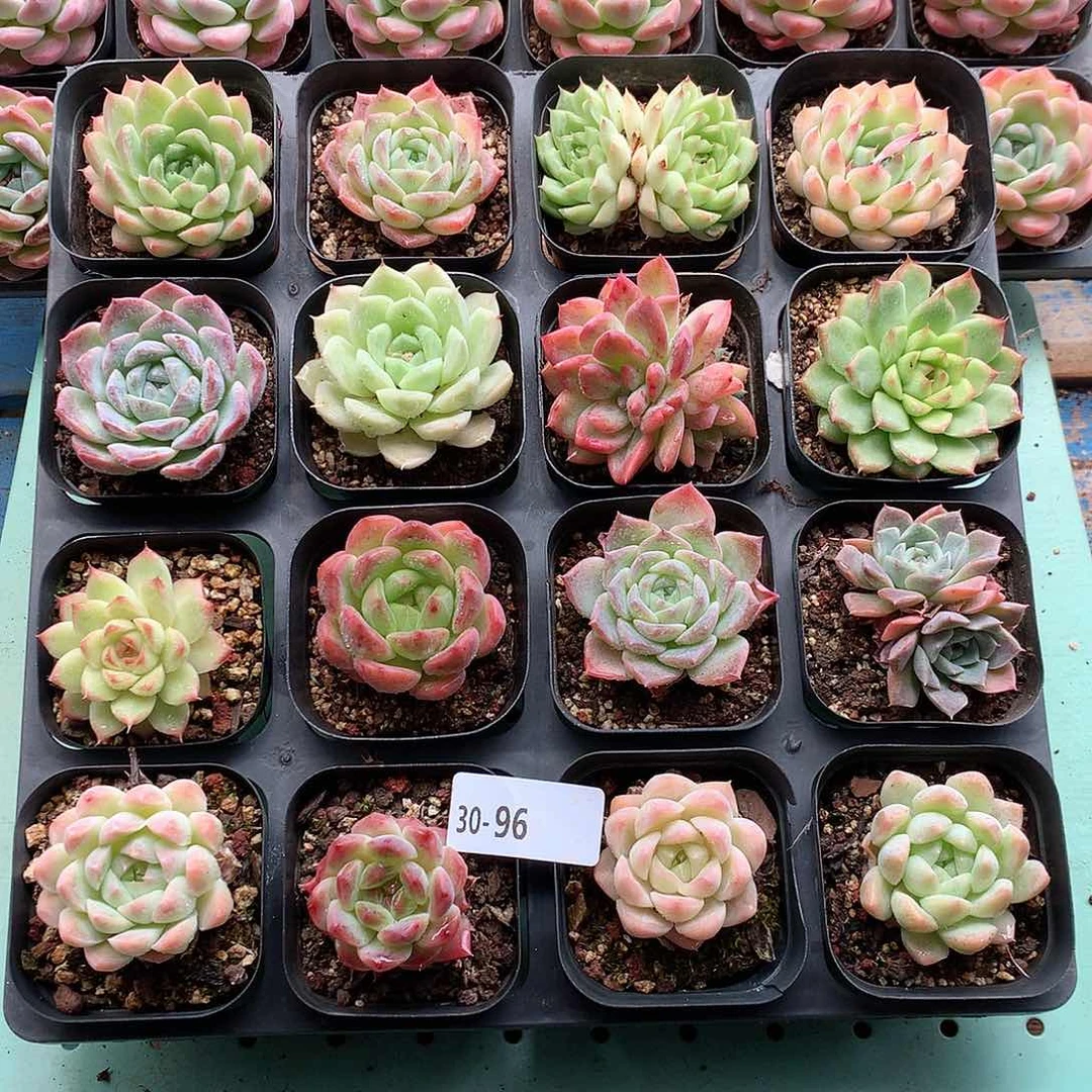 30-96一物一拍带盆16颗