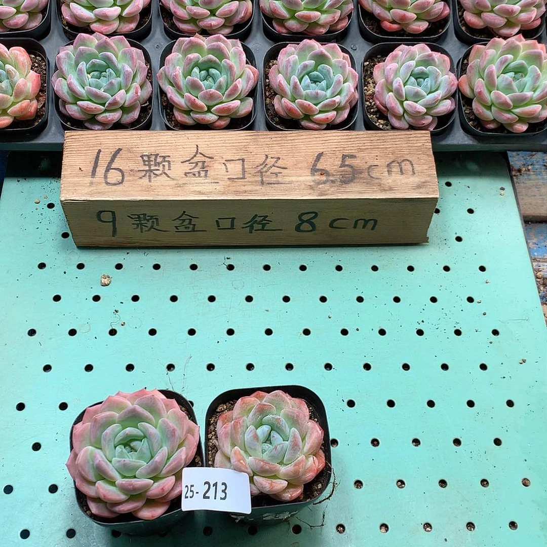 25-213一物一拍带盆2颗冰娃娃