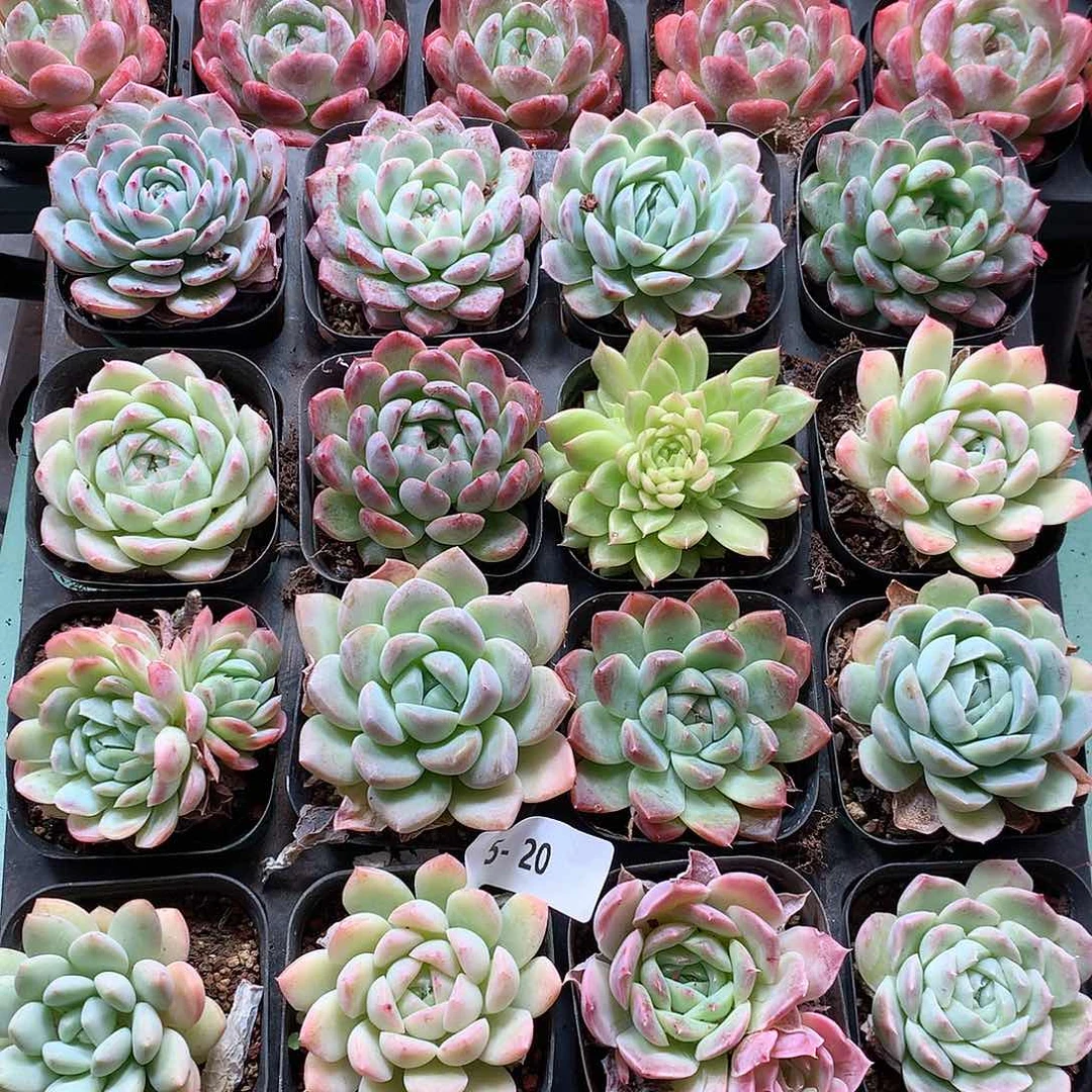 5-20一物一拍带盆16颗